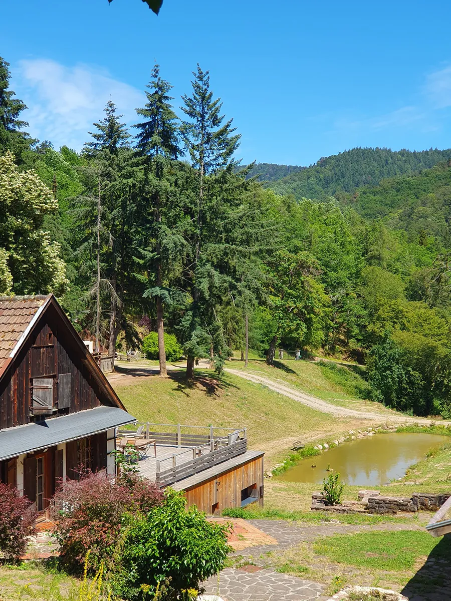 Paysage forestier du Domaine du Petit Dorsbach en Alsace